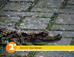 Beitrag Krokodil